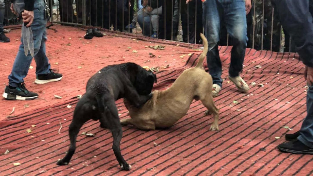 灰色的地下斗狗圈:勝了狗王輸了狗肉