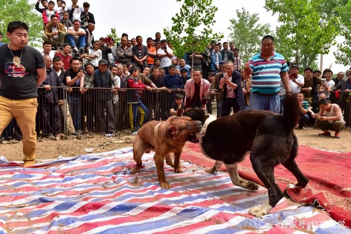 灰色的地下斗狗圈:勝了狗王輸了狗肉